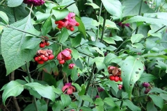 Strawberry-Bush-plant-growing-wild