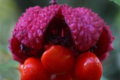 Strawberry-Bush