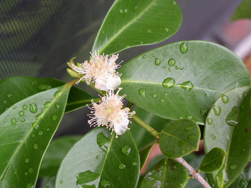 Flower-of-Strawberry-Guava