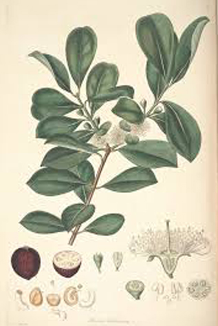 Plant-illustration-of-Strawberry-Guava
