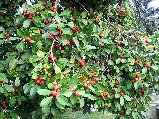 Strawberry-Guava-plant-growing-wild