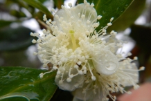 Closer-view-of-flower-of-Strawberry-Guava