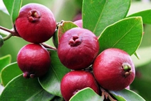 Strawberry-Guava-on--the-tree