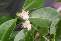 Flower-of-Strawberry-Guava