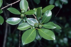 Leaves-of-Strawberry-Guava
