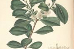 Plant-illustration-of-Strawberry-Guava