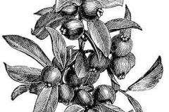 Sketch-of-Strawberry-Guava