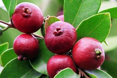 Strawberry-Guava-on--the-tree