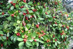 Strawberry-Guava-plant-growing-wild