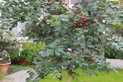 Strawberry-Guava-plant