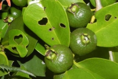 Unripe-Strawberry-Guava