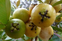 Yellow-Strawberry-Guava