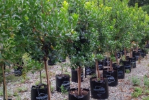 Strawberry-tree-farm