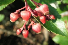 Strawberry-tree-flower-red