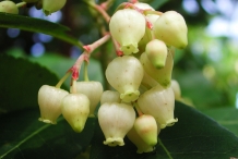 Strawberry-tree-flower-white