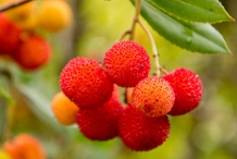 Strawberry-tree-fruit