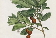 Strawberry-tree-illustration