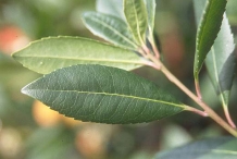 Strawberry-tree-leaves