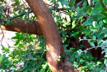Strawberry-tree-trunk-and-leaves