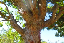 Strawberry-tree-trunk