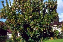 Strawberry-tree