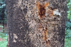 Bark