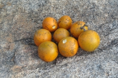 Fruits