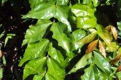 Leaves