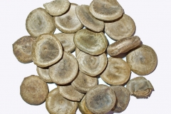 Seeds
