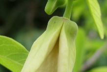 Close-up-flower-of-Sugar-Apple