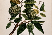 Illustration-of-Sugar-Apple