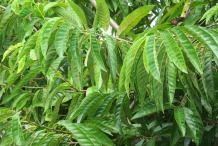 Leaves-of-Sugar-Apple