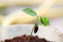 Sugar-Apple-plant
