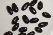 Sugar-Apple-seeds