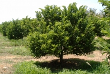 Sugar-Apple-tree