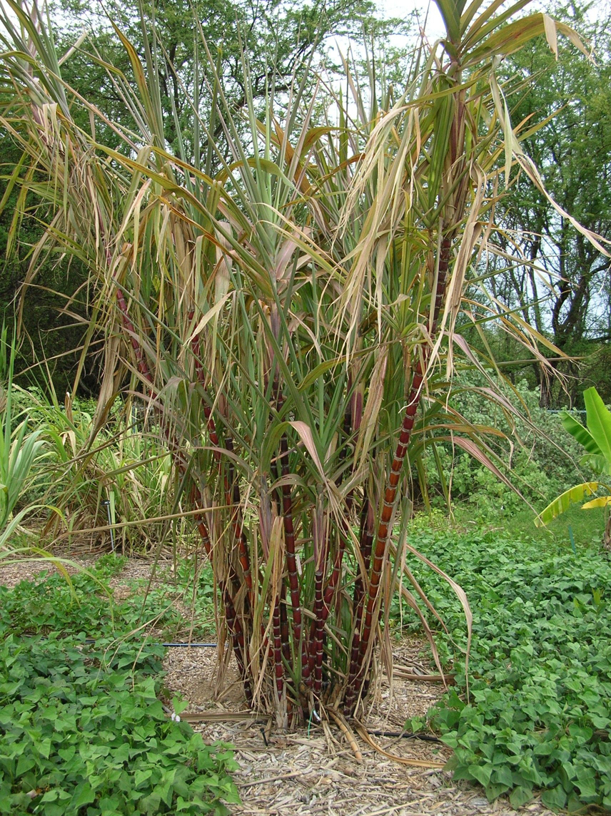 Sugar-Cane-plant