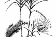Drawing-of-Sugar-Cane