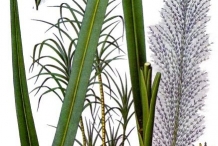 Illustration-of-Sugar-Cane