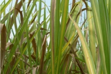 Leaves-of-Sugar-Cane