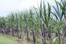 Sugar-Cane-farm
