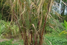 Sugar-Cane-plant