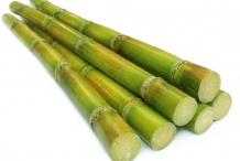 Sugar-Cane-stem
