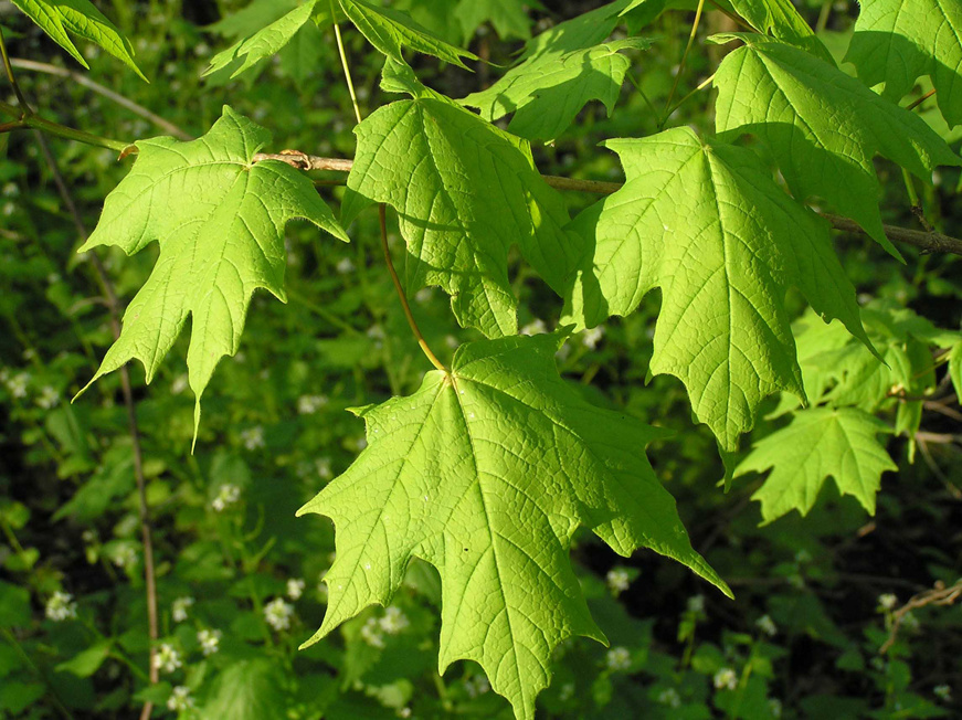 Leaves-of-Sugar-Maple