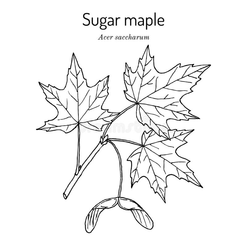 Sketch-of-Sugar-Maple