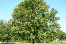 Sugar-Maple-tree