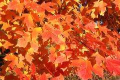Autumn-Leaves-of-Sugar-Maple
