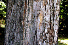 Bark-of-Sugar-Maple