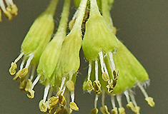 Closer-view-of-flower-of-Sugar-Maple