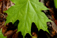 Closer-view-of-leaves-of-Sugar-Maple