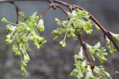 Flowers-of-Sugar-Maple